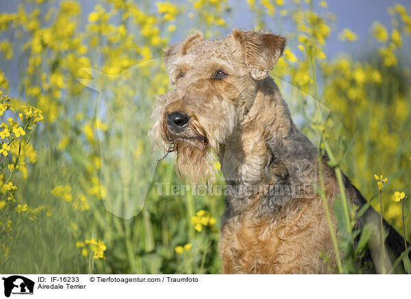 Airedale Terrier / Airedale Terrier / IF-16233