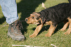 Airedale Terrier Puppy