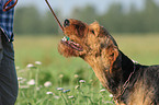 Airedale Terrier Portrait