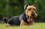 Airedale Terrier