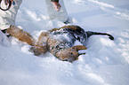 wallowing Airedale Terrier