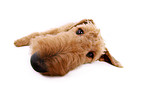 lying Airedale Terrier