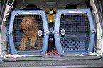 dog transport box