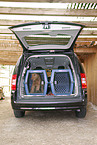 dog transport box