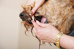 tartar removing