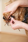 tartar removing