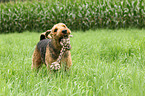 Airedale Terrier