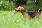 Airedale Terrier