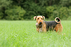Airedale Terrier