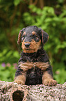 Airedale Terrier Puppy
