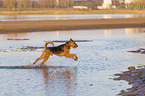 running Airedale Terrier