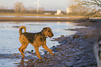 walking Airedale Terrier