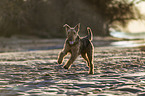 running Airedale Terrier
