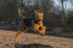 running Airedale Terrier