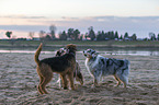 3 dogs