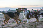 2 dogs