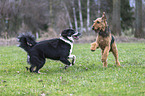 2 dogs