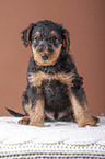 Airedale Terrier puppy