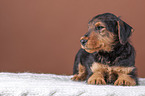 Airedale Terrier puppy