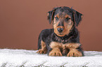 Airedale Terrier puppy