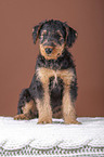 Airedale Terrier puppy