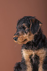 Airedale Terrier puppy
