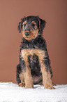 Airedale Terrier puppy