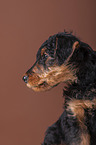 Airedale Terrier puppy
