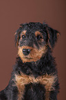 Airedale Terrier puppy
