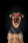 Airedale Terrier in front of black background