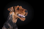 Airedale Terrier in front of black background