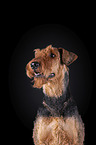 Airedale Terrier in front of black background