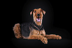 Airedale Terrier in front of black background