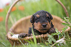 Airedale Terrier puppy in basket