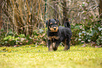 Airedale Terrier puppy