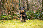 Airedale Terrier puppy