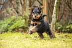 Airedale Terrier puppy