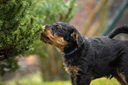 Airedale Terrier puppy