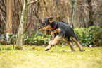 Airedale Terrier puppy