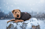 lying Airedale Terrier