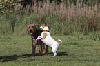 2 dogs