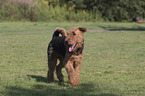 walking Airedale Terrier