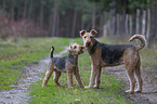 2 dogs