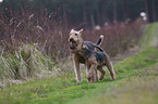 2 dogs