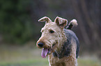 Airedale Terrier Portrait