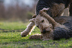 2 dogs
