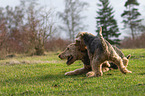 2 dogs