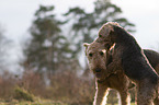 2 dogs