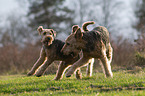 2 dogs