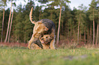 2 dogs